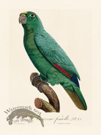 Barraband Parrot 085